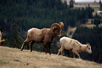 Bighorn sheep male scenting female, Banff NP, Canada.