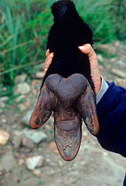 Foot of Mountain Tapir (Tapirus pinchaque) used as aphrodisiac. Ecuador, South America