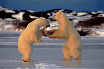 Polar bear males testing each other's strength, Churchill, Manitoba, Canada