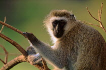 Vervet monkey (Chlorocebus / Cercopithecus aethiops) in tree, Serengeti NP, Tanzania