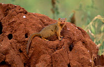 Dwarf mongoose {Helogale parvula} on termite mound, Tarangire NP, Tanzania