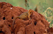 Dwarf mongoose {Helogale parvula} on termite mound, Tarangire NP, Tanzania