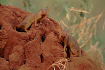 Two Dwarf mongoose on burrow, Tarangire NP Tanzania