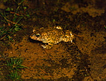 Natterjack toad {Bufo calamita} Hampshire, England