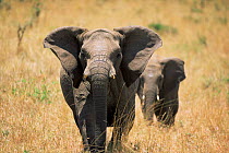 African elephants {Loxodonta africana} charging photographer's car,  Serengeti Tanzania