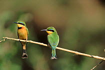 Little bee-eater pair perched, Manjara NP Tanzania