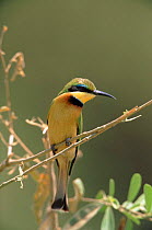 Little bee-eater, Manjara NP, Tanzania