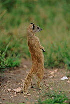Yellow mongoose standing on back legs, Etosha NP, Namibia