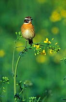Whinchat male perched {Saxicola ruberta} Germany