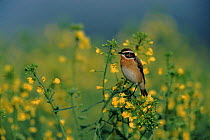 Whinchat male perched in bush with yellow flowers, Germany