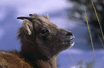 Bighorn sheep lamb {Ovis canadensis} Yellowstone NP, Wyoming, USA