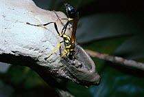 Female Mud dauber wasp building nest cell {Sceliphron fistularium} Brazil
