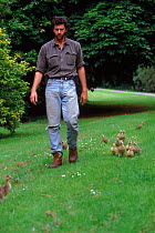 Nigel Williams with imprinted Greylag goose chicks following him - preparation for filming of BBC tv series 'Supernatural'