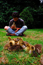 Nigel Williams acting as foster parent to imprinted Greylag goose chicks for filming of BBC tv series 'Supernatural'