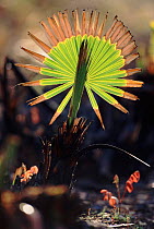 Palmetto leaf after bushfire, Florida USA