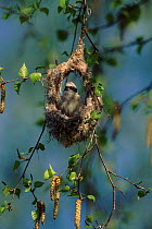 Penduline tit at nest, Germany