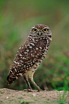 Burrowing owl portrait, Florida USA