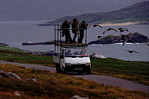 Imprinted Greylag geese being filmed from truck. Isle of Lewis, Scotland, Europe