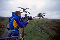 Filming imprinted Greylag geese flying from truck for BBC tv series 'Supernatural'