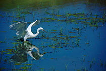 Little egret wading, Namibia