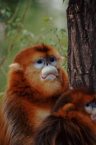 Sichuan golden monkey male (Rhinopithecus roxellana roxellana) China