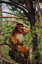 Sichuan golden monkey male yawn threat display (Rhinopithecus roxellana roxellana) China