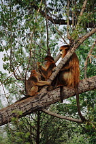 Sichuan golden monkey family in tree (Rhinopithecus roxellana roxellana) China