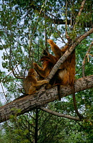Sichuan golden monkey {Rhinopithecus roxellana roxellana} pair with young, Captive, China