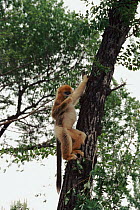 Sichuan golden monkey juvenile climbing (Rhinopithecus roxellana roxellana) China