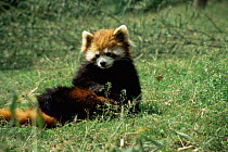 Red panda {Ailurus fulgens} Cheng breeding centre, Captive, Sichuan, China