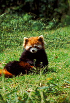 Red panda in Chengdu breeding centre, Sichuan, China