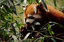 Red panda eating bamboo, Sichuan, China. Chengdu breeding centre