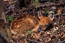Whitetail deer fawn {Odocoileus virginianus} Wisconsin, USA