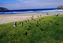 Greylag geese flying in formation, Isle of Lewis, Hebrides Scotland