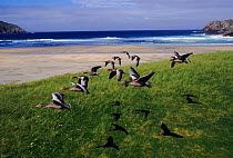 Greylag geese formation flying, Isle of Lewis, Hebrides Scotland