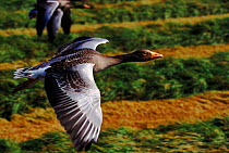Greylag geese flying close-up, Isle of Lewis, Hebrides Scotland