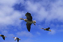 Greylag geese (Anser anser) imprinted flock flying in formation for filming purpose, Isle of Lewis, Hebrides, Scotland