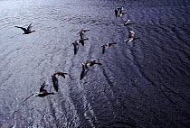 Greylag geese formation flying along coast of Isle of Lewis, Hebrides Scotland