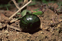 Giant pill millipede {Sphaerotherium genus} rolled up into defensive ball, La Madraka, Madagascar