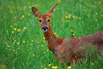 Roe deer doe {Capreolus capreolus} Europe