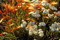 Yarrow {Achillea millefolium} and foxtail grass, Grand Teton  NP, Wyoming, USA