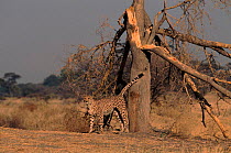 Cheetah scent marking tree, Moremi Reserve, Okavanga Delta, Botswana.