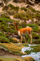 Vicuna (Lama vicugna) feeding. Lauca NP, Chile, South America