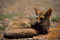 Argentine grey fox (Pseudalopex griseus) resting. Peninsula Valdes, Argentina, South America