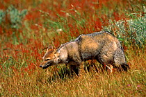 Argentine grey fox (Pseualopex griseus). Torres del Paine NP, Chile, South America