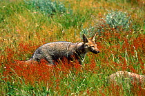 Argentine grey fox (Pseualopex griseus). Torres del Paine NP, Chile, South America