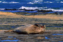 Southern elephant seal (Mirounga leonina) hauled out on shore. Peninsula Valdes, Argentina, South America