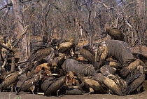 Large flock of White backed vultures {Gyps africanus} feeding on elephant carcass, Okavango Delta, Botswana, Southern Africa.