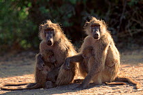 Chacma baboon mothers with babies, Chobe National Park, Botswana, Africa.