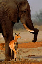 Impala (Apyceros melampus) female and african elephant (Loxodonta africana). Chobe National Park, Botswana, Southern Africa
